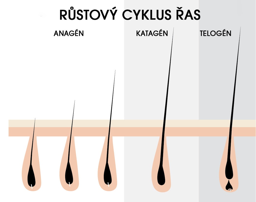 Jak dlouho trva než narostou řasy?