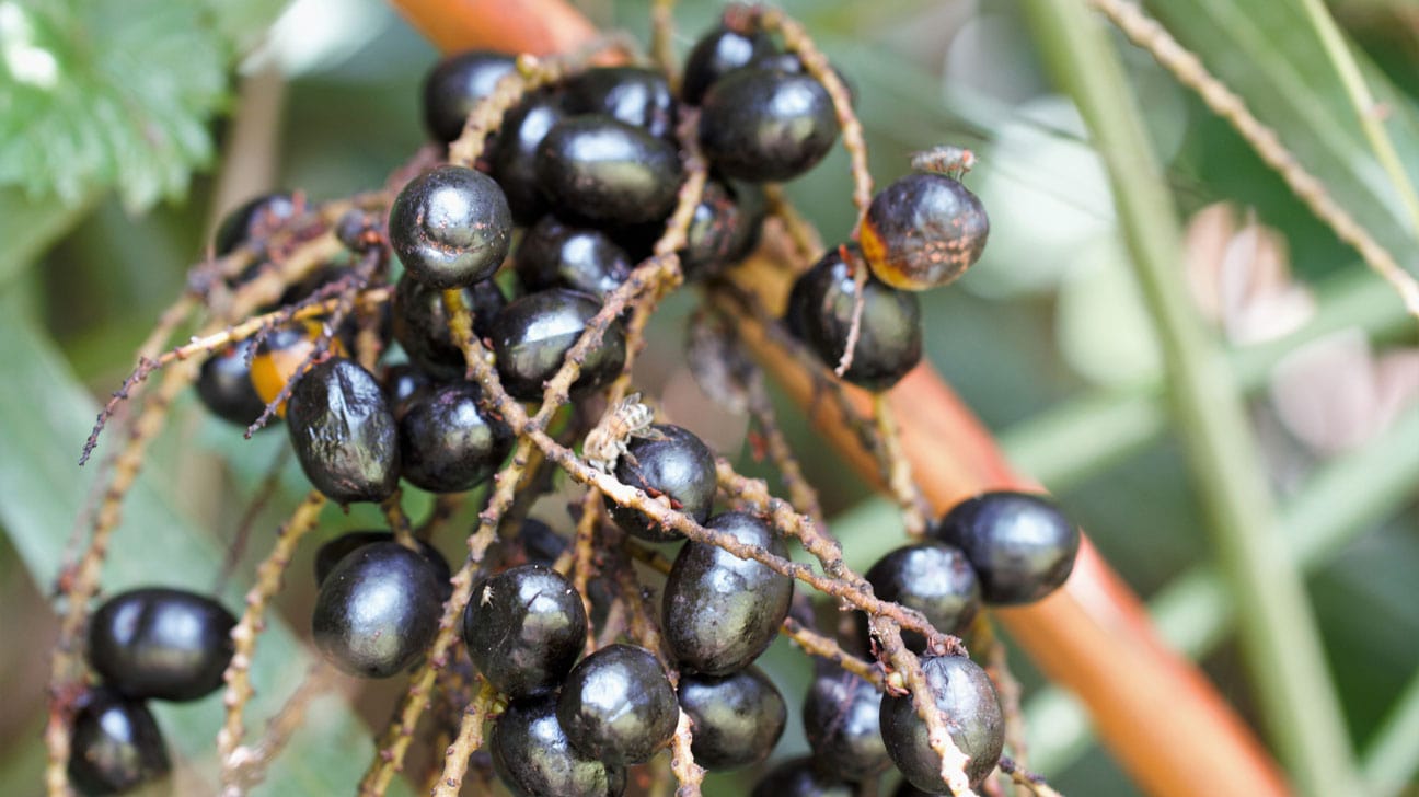 Zralé plody rostliny saw palmetto