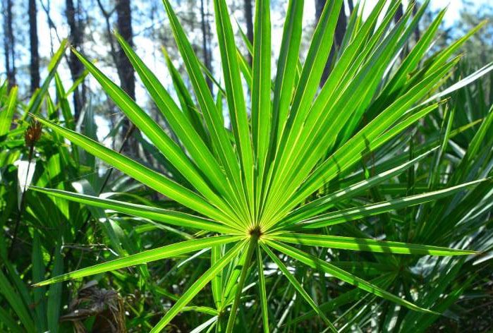 saw palmetto palma