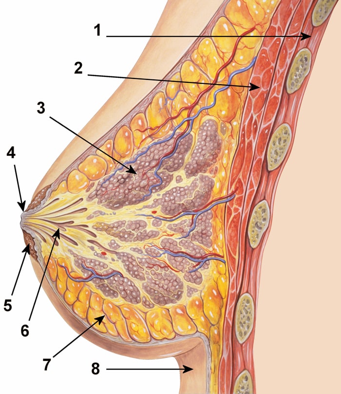 Anatomie prsu - 1. Svalová tkáň hrudního koše 2. Velký prsní sval 3. Prsní žláza 4. Bradavka 5. Dvorec bradavky 6. Mléčné kanálky 7. Tuková tkáň 8. Pokožka
